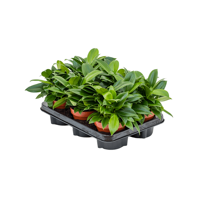 Philodendron 'Green Princess' 6/tray