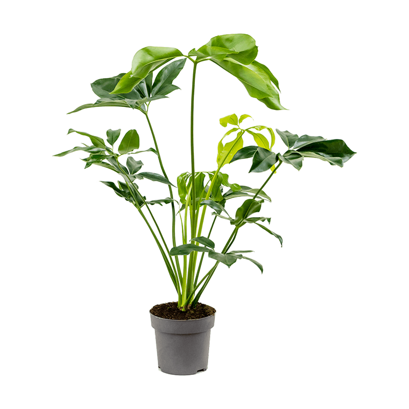 Philodendron 'Green Wonder'