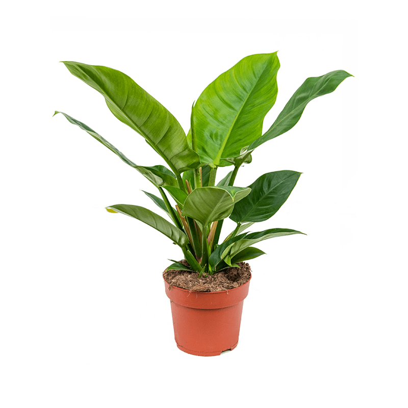 Philodendron 'Imperial Green'