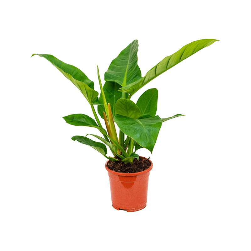 Philodendron 'Imperial Green'