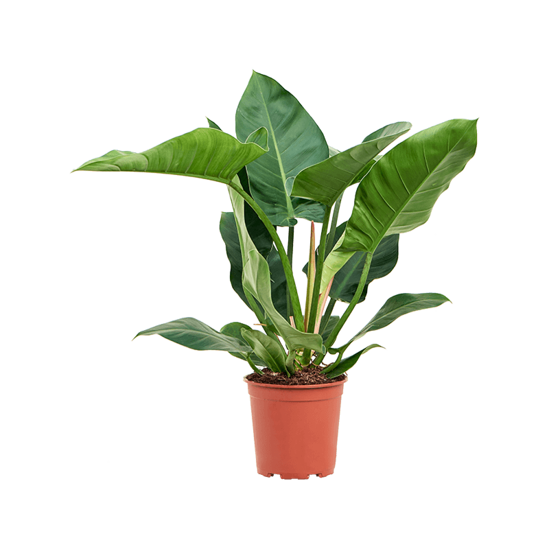 Philodendron 'Imperial Green'