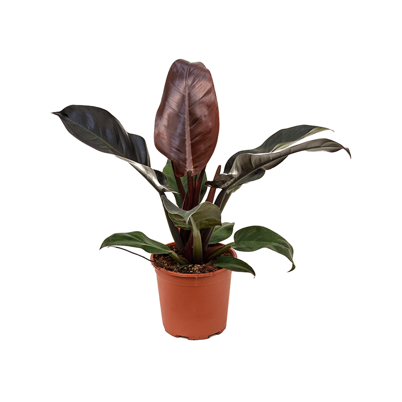 Philodendron 'Imperial Red'