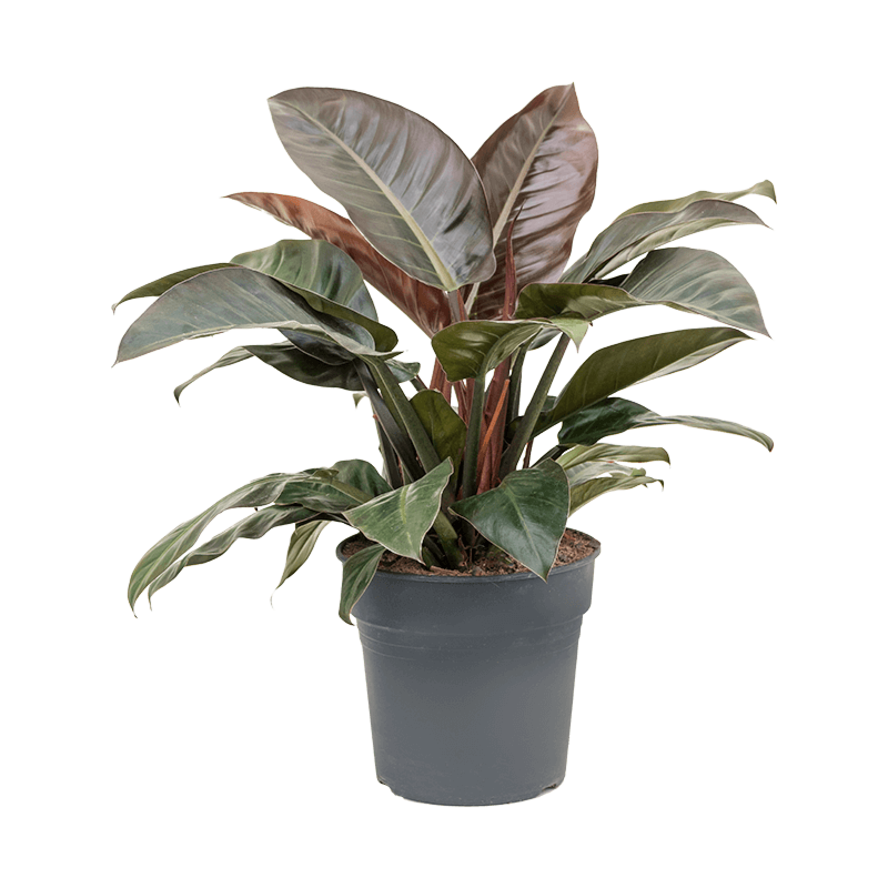 Philodendron `Imperial Red'