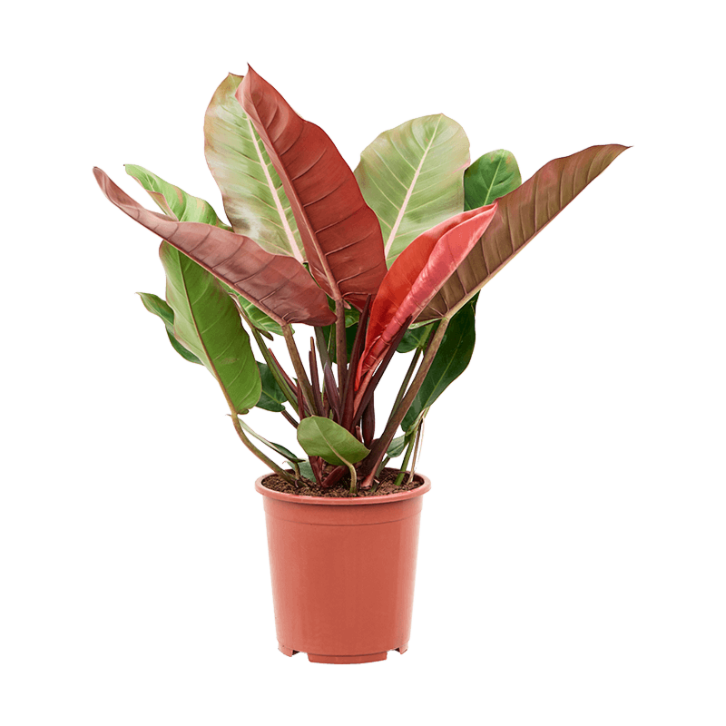 Philodendron 'Prince of Orange'