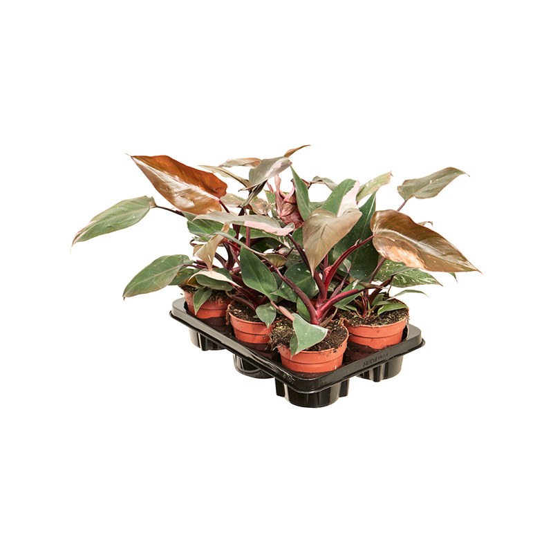 Philodendron 'Pink Princess' 6/tray