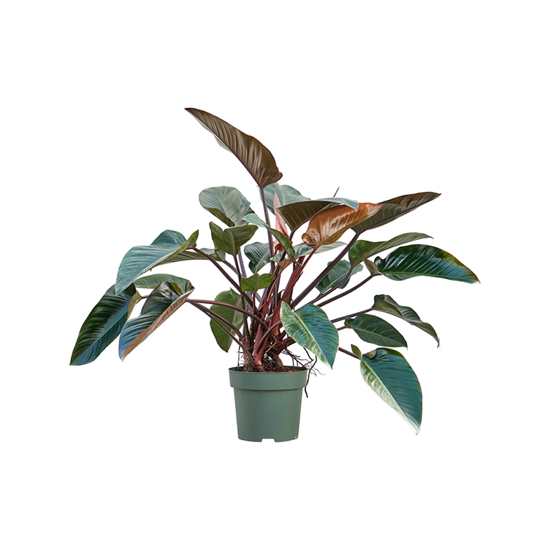 Philodendron 'Red Beauty'