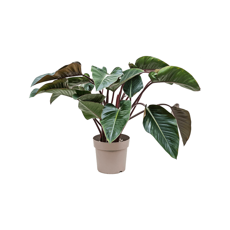 Philodendron 'Red Beauty'