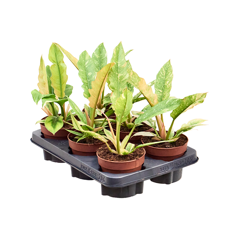 Philodendron 'Ring of Fire' 6/tray