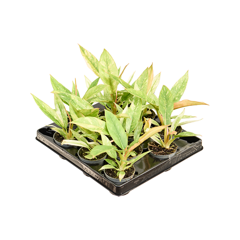 Philodendron 'Ring of Fire' 12/tray