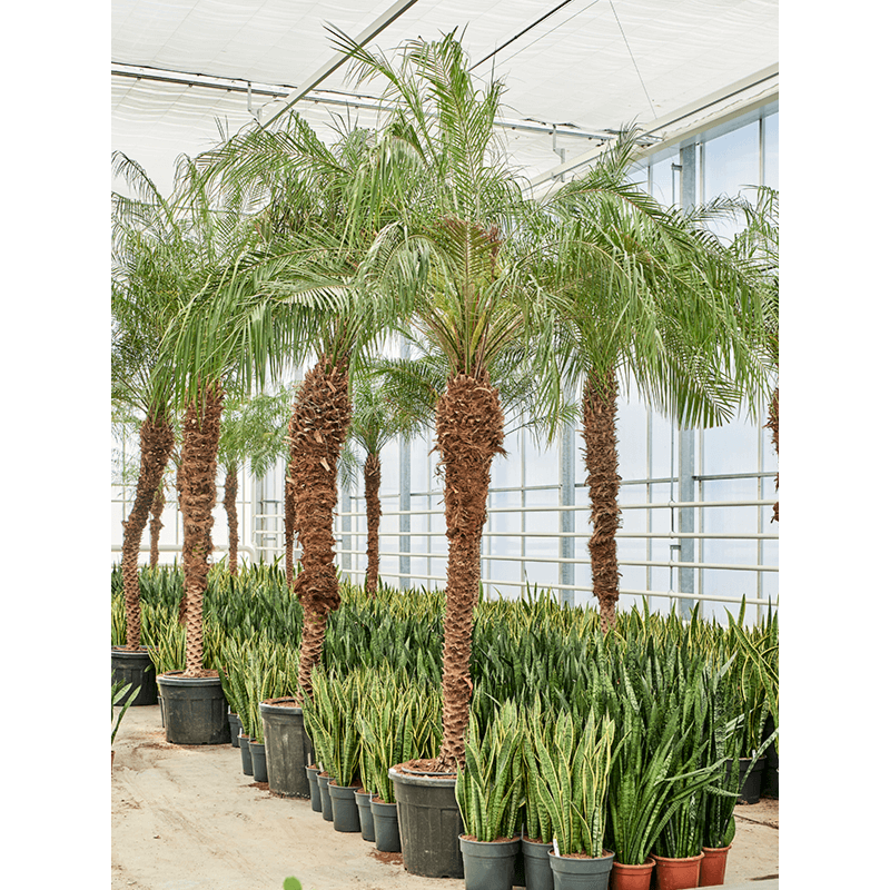 Phoenix roebelenii (400-460)