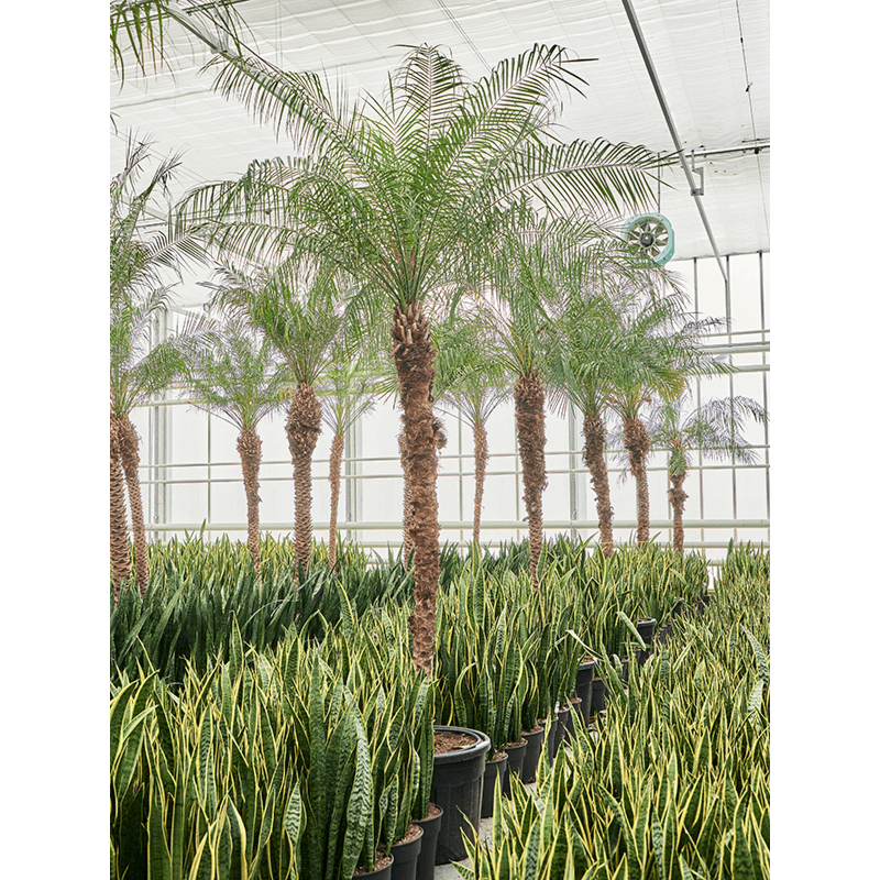 Phoenix roebelenii (470-500)