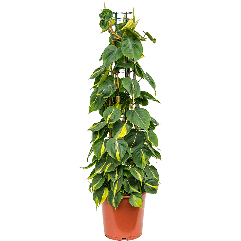 Philodendron scandens 'Brasil'