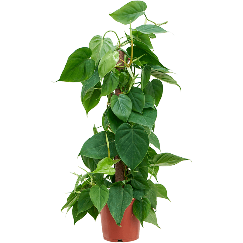 Philodendron scandens