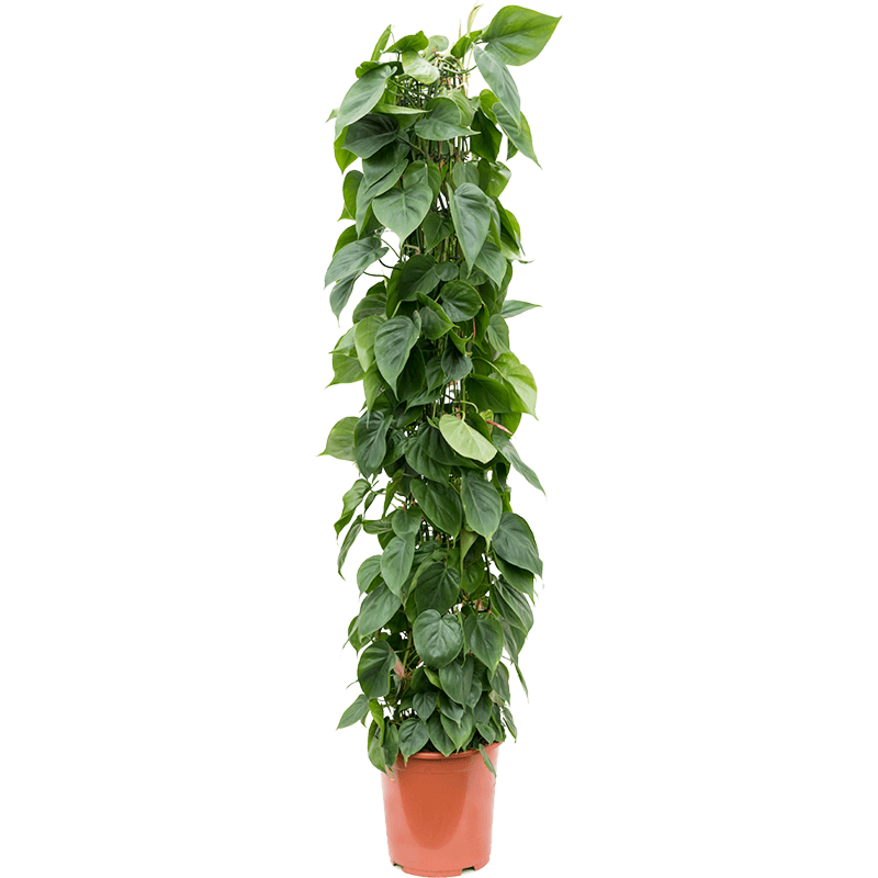 Philodendron scandens