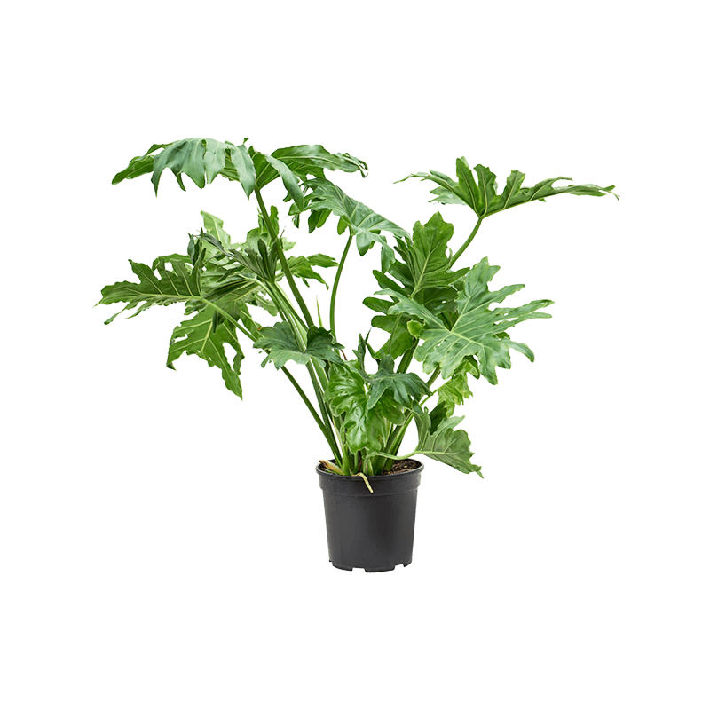 Philodendron selloum