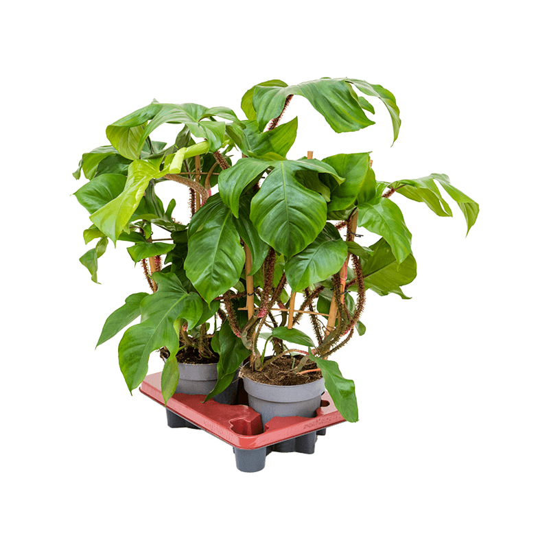 Philodendron squamiferum