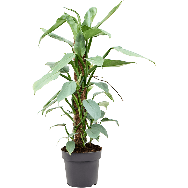 Philodendron ‘Silver Queen’