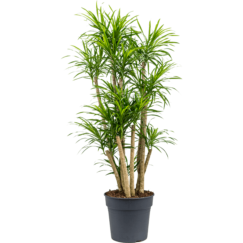 Pleomele (Dracaena) 'Anita Variegata'