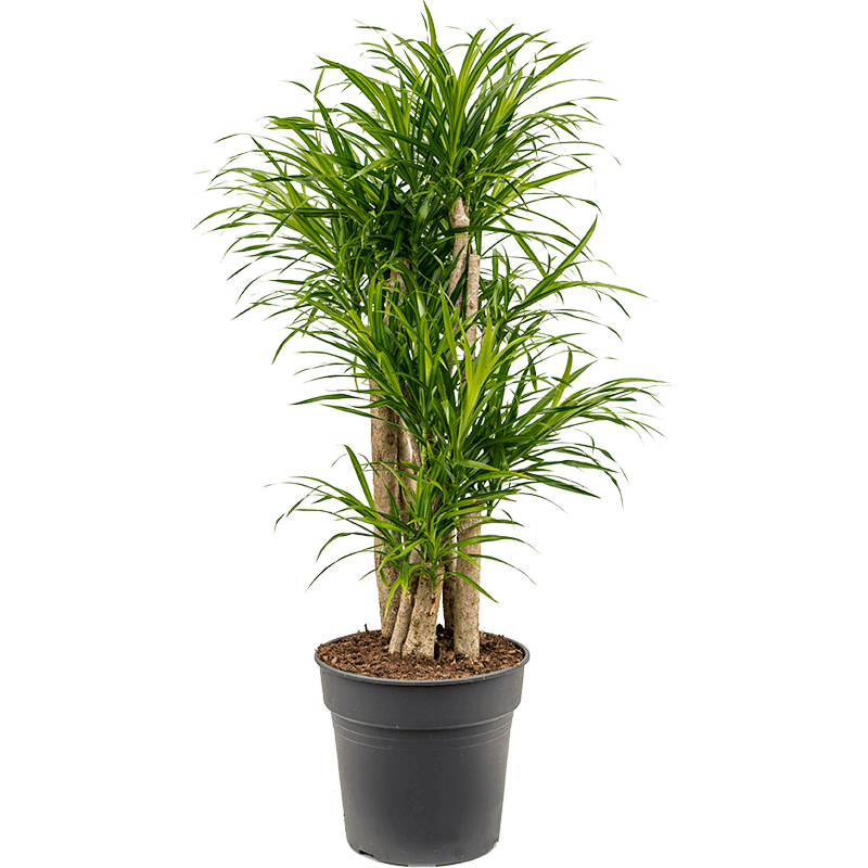 Pleomele (Dracaena) 'Anita Variegata'