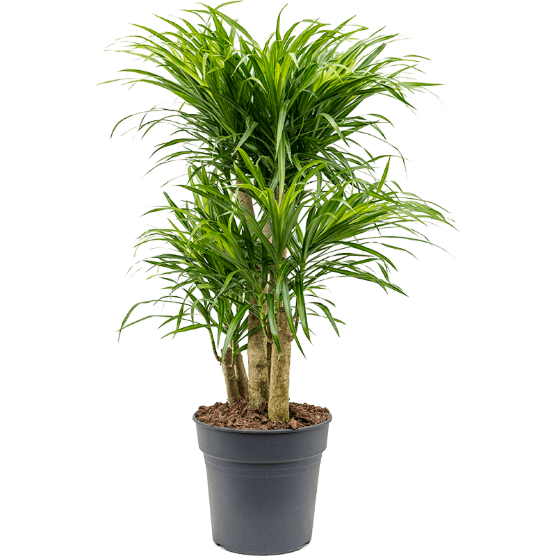 Pleomele (Dracaena) 'Anita Variegata'