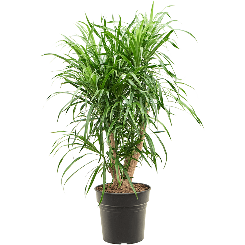 Pleomele (Dracaena) 'Anita Variegata'