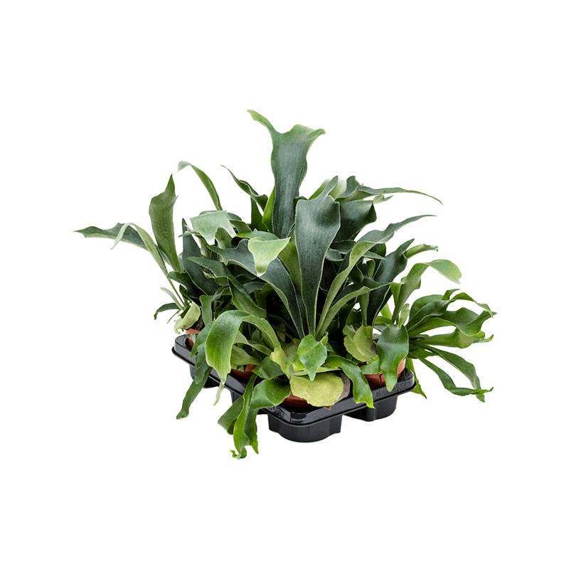 Platycerium bifurcatum 6/tray