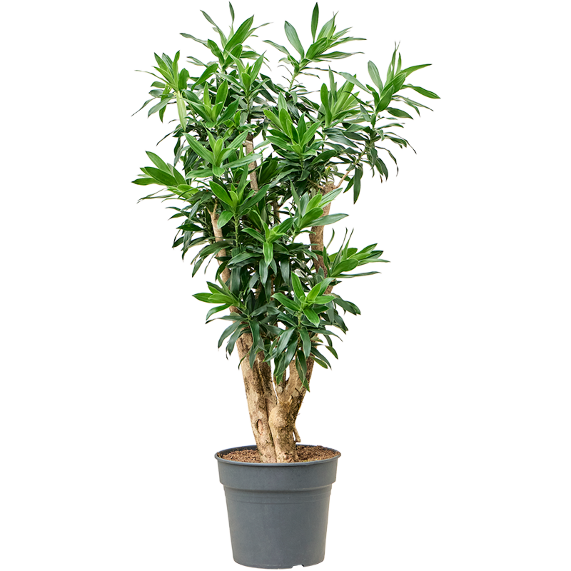 Pleomele (Dracaena) reflexa