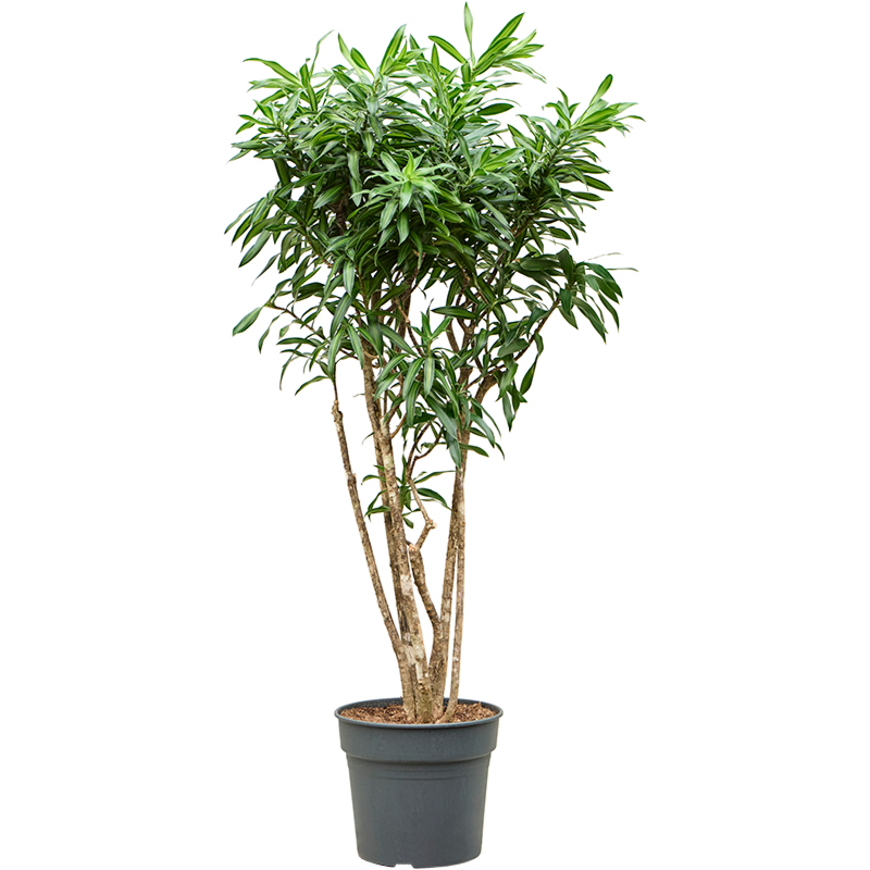 Pleomele (Dracaena) reflexa 'Song of Jamaica'