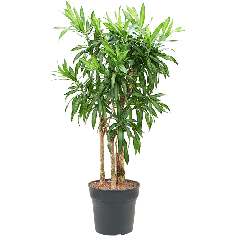 Pleomele (Dracaena) reflexa 'Song of Jamaica'