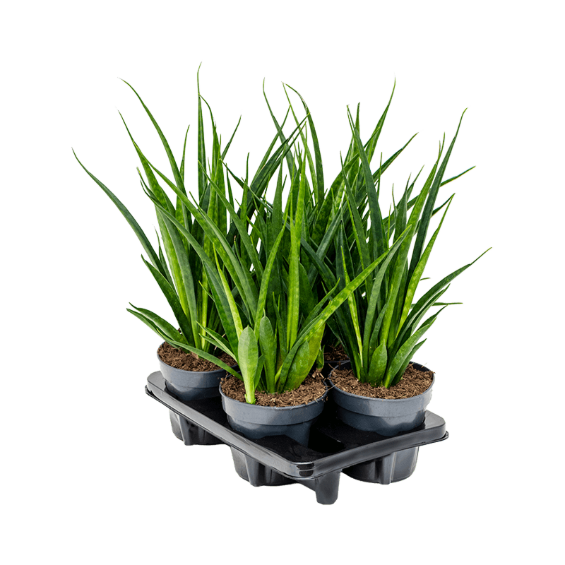 Sansevieria kirkii 'Friends' 4/tray