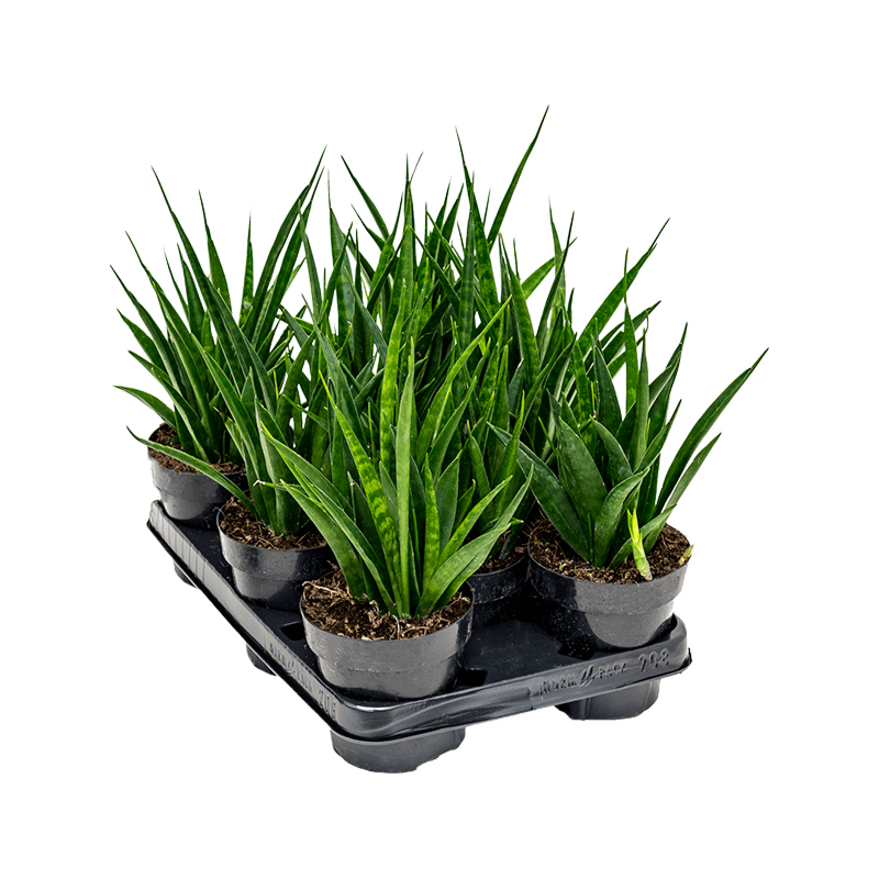 Sansevieria kirkii 'Friends' 8/tray