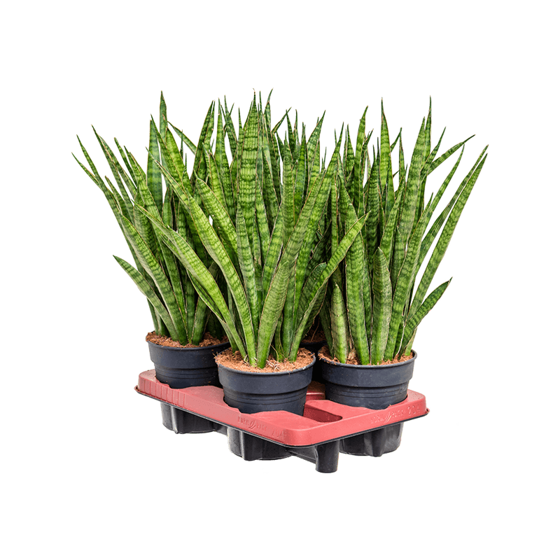 Sansevieria kirkii 4/tray