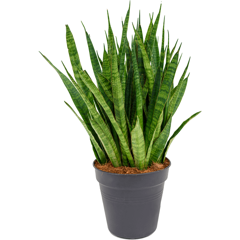Sansevieria kirkii