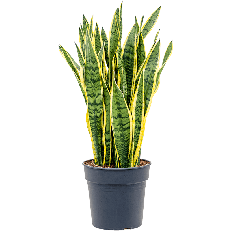 Sansevieria trifasciata 'Laurentii'
