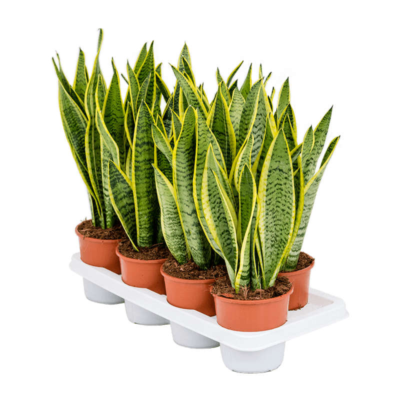 Sansevieria trifasciata 'Laurentii'