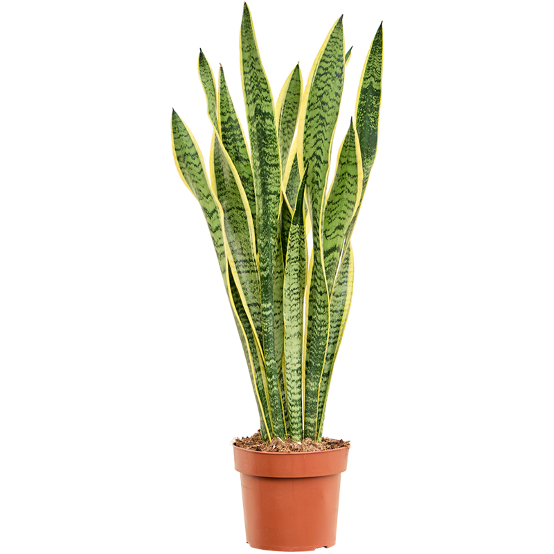 Sansevieria trifasciata 'Laurentii'