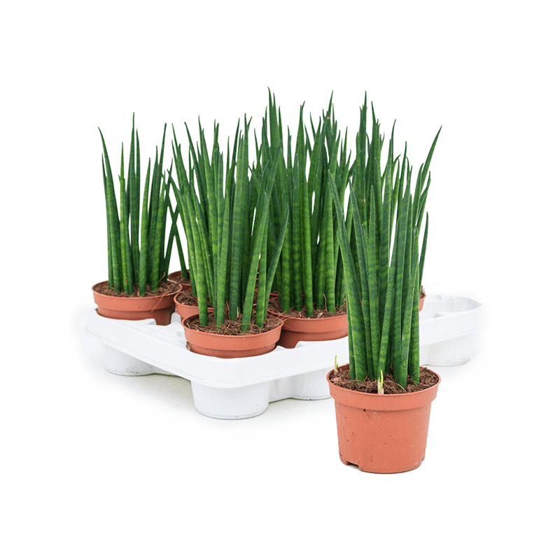 Sansevieria cylindrica 'Mikado' 11/tray