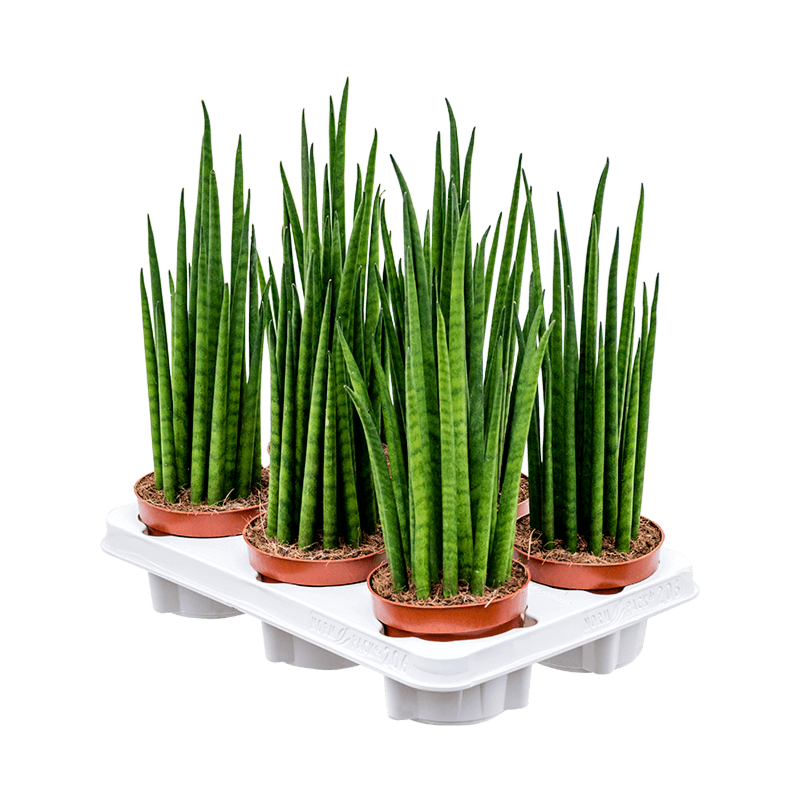 Sansevieria cylindrica 'Mikado' 6/tray