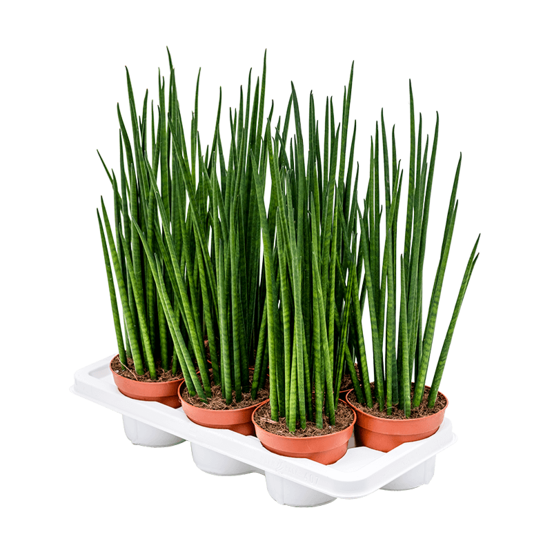 Sansevieria cylindrica 'Mikado' 7/tray