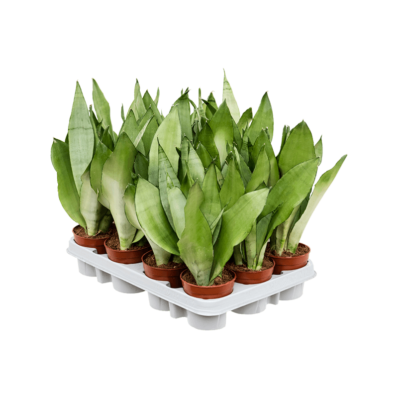 Sansevieria trifasciata 'Moonshine' 12/tray