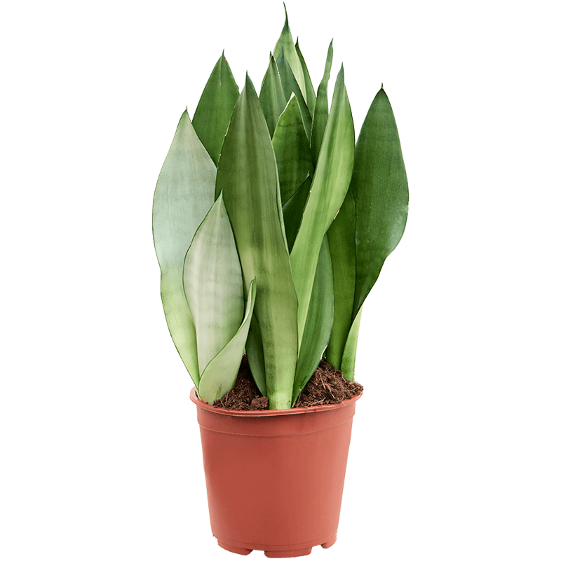Sansevieria trifasciata 'Moonshine'