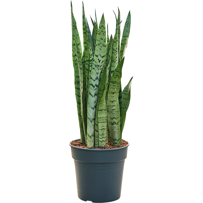 Sansevieria trifasciata 'Silver Mist'