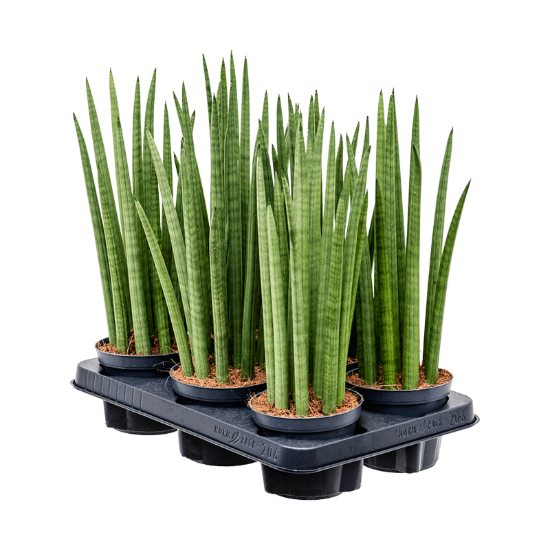 Sansevieria cylindrica 'Spikes' 6/tray