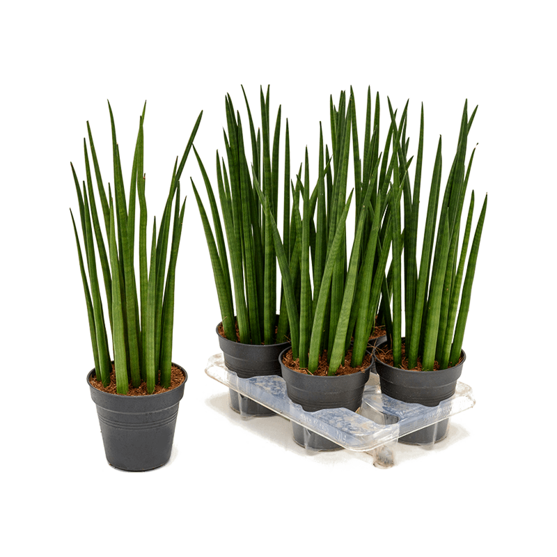 Sansevieria cylindrica 'Spikes' 4/tray