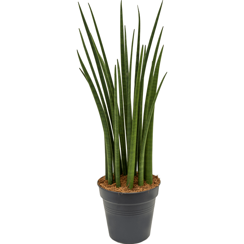 Sansevieria cylindrica 'Spikes'