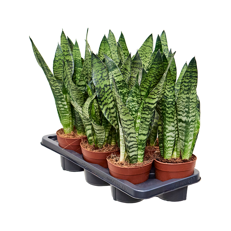 Sansevieria zeylanica 7/tray