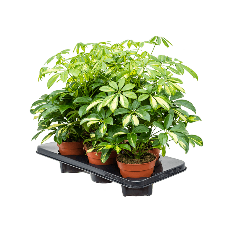 Schefflera arboricola 'Gerda' 6/tray
