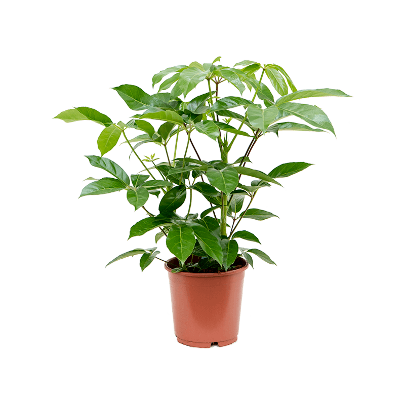Schefflera actinophylla 'Amate'