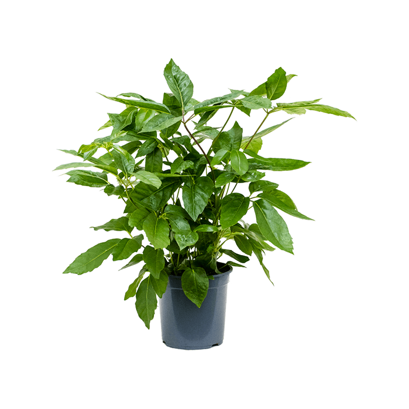 Schefflera actinophylla 'Amate'