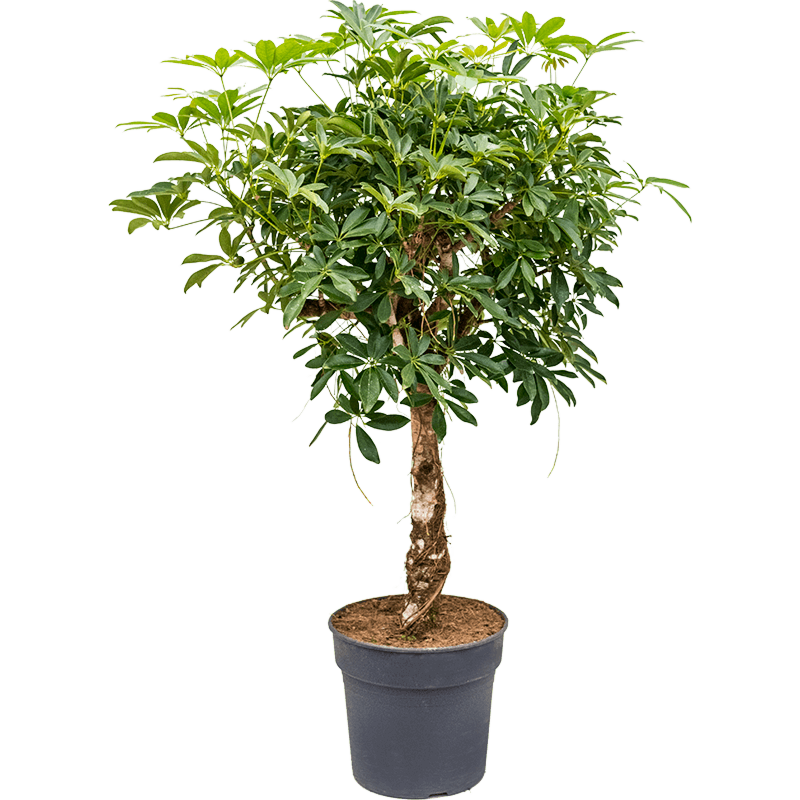 Schefflera arboricola 'Compacta'